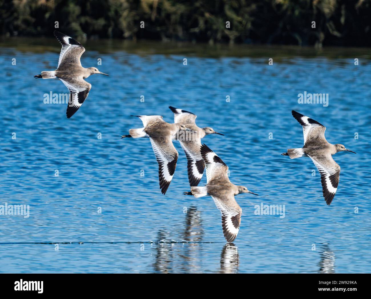 Un gregge Willets (Tringa semipalmata) che vola sull'acqua. California, USA. Foto Stock