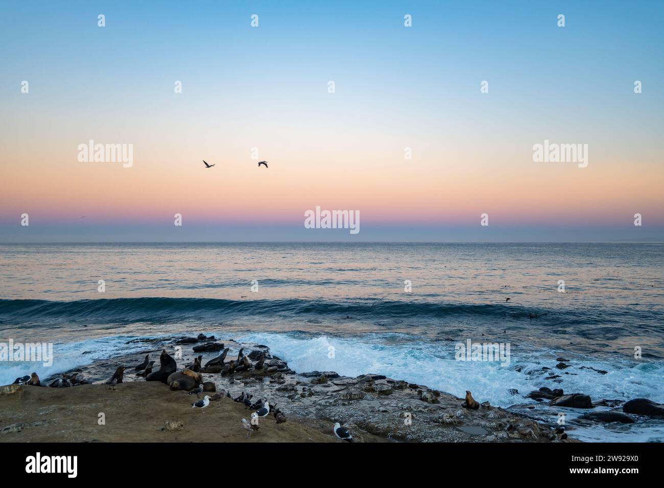 Leoni marini della California (Zalophus californianus) che si raccolgono sulle rocce lungo la costa al mattino. San Diego, California, USA. Foto Stock