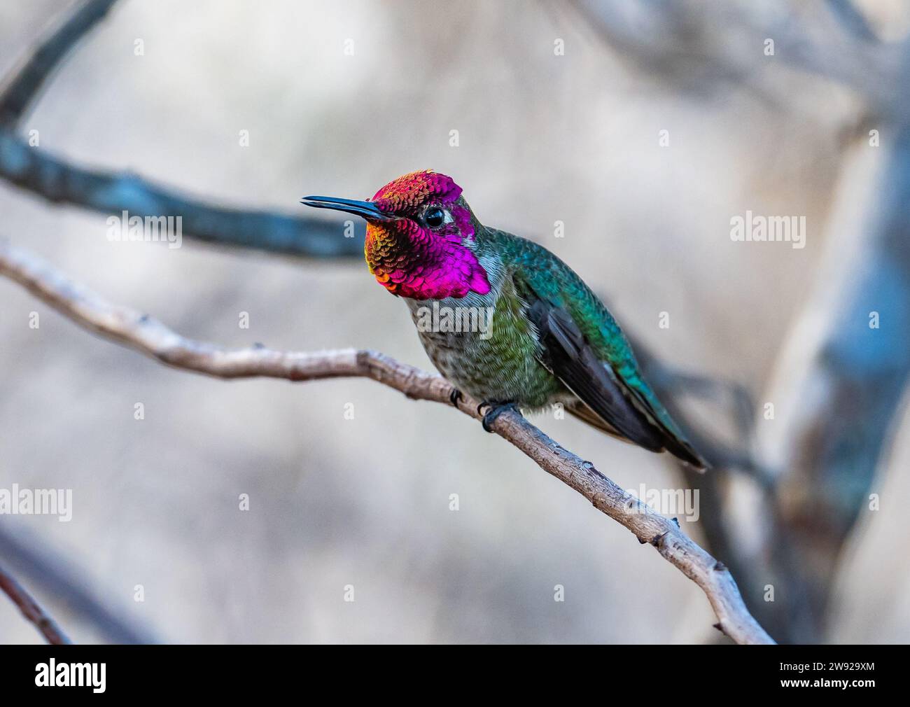 Un colibrì maschio di Anna (Calypte anna) con piume rosse iridescenti. California, USA. Foto Stock