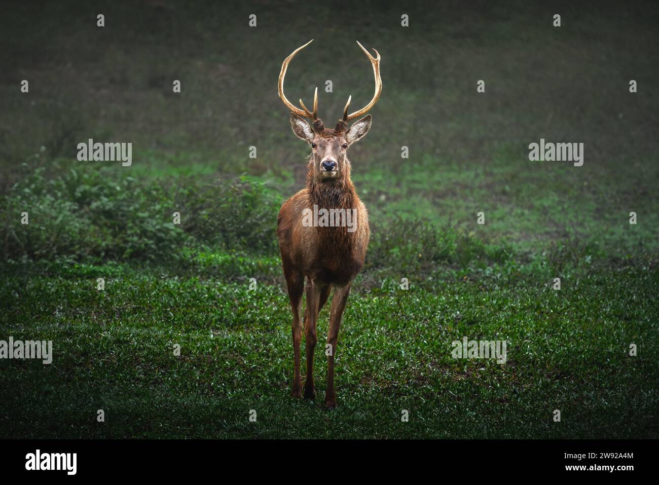 Maschio rosso cervo (Cervus elaphus) Foto Stock