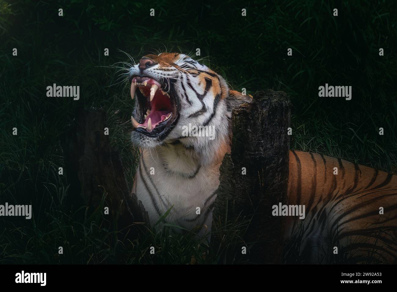Tigre siberiana che mostra i suoi denti (Panthera tigri tigri) Foto Stock