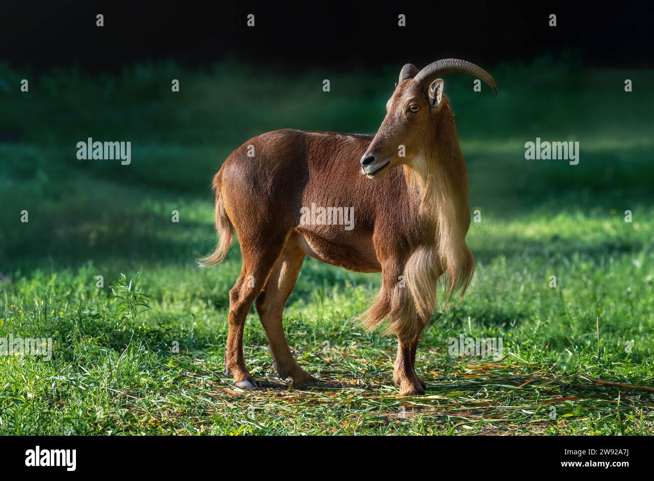 Ritratto delle pecore barbaresche (Ammotragus lervia) Foto Stock