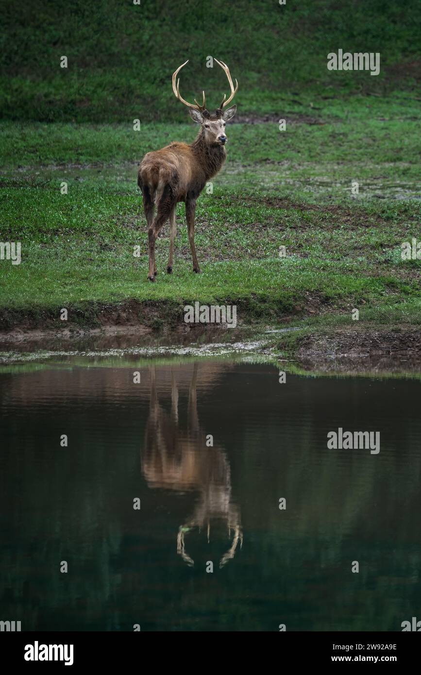 Cervo rosso maschio in uno stagno con riflesso dell'acqua (Cervus elaphus) Foto Stock