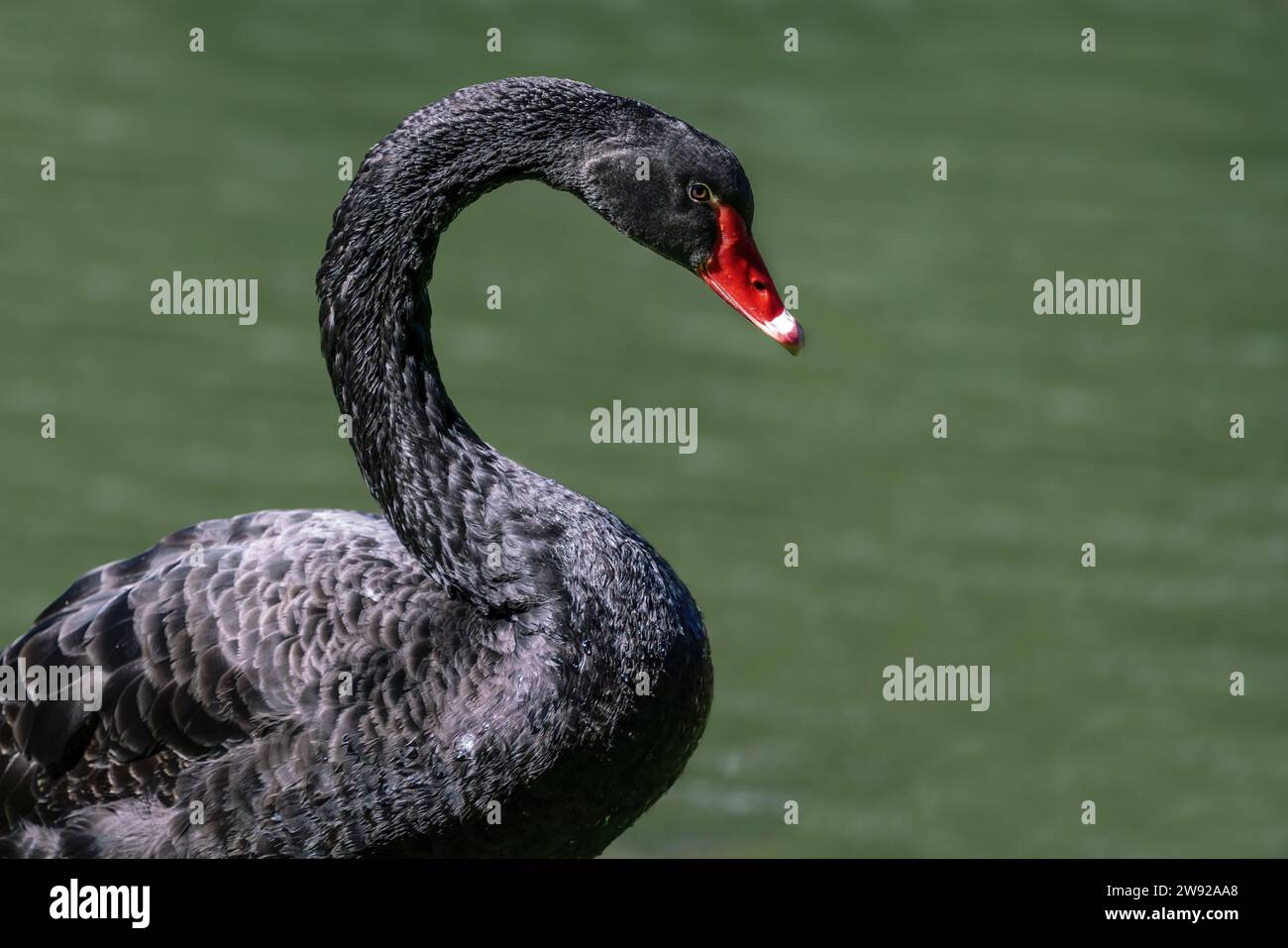 Ritratto del cigno nero (Cygnus atratus) Foto Stock
