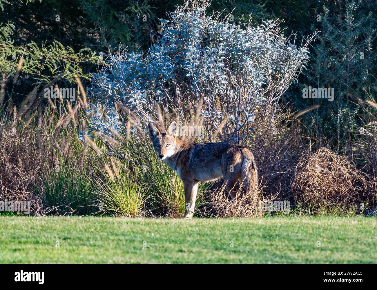 Un Coyote selvaggio (Canis latrans) che giace intorno a un quartiere residenziale. California meridionale, Stati Uniti. Foto Stock