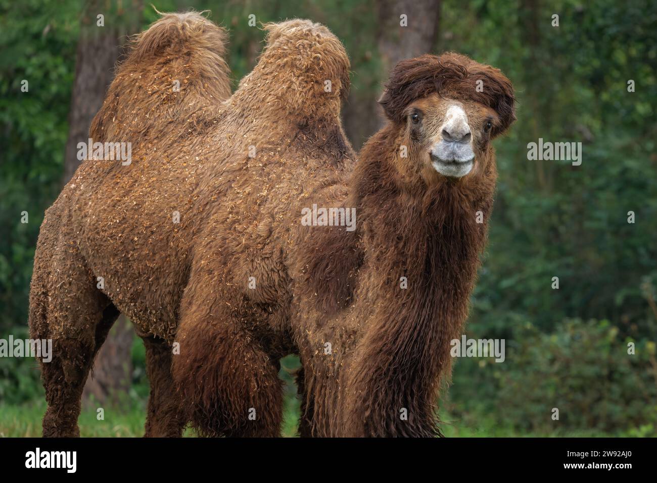 Ritratto di cammello della Battria (Camelus bactrianus) Foto Stock