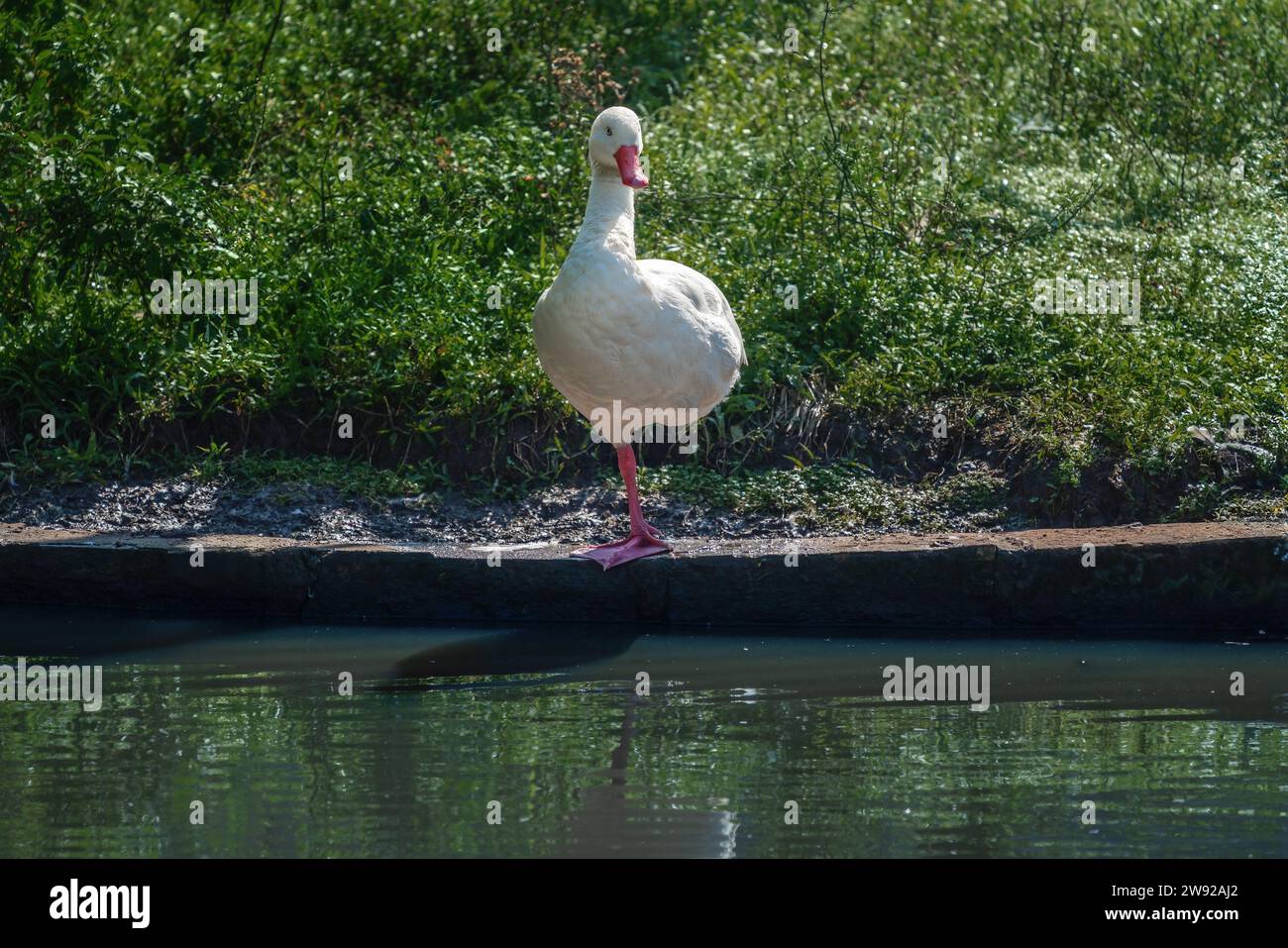 Coscoroba Swan in piedi su una gamba (Coscoroba coscoroba) Foto Stock