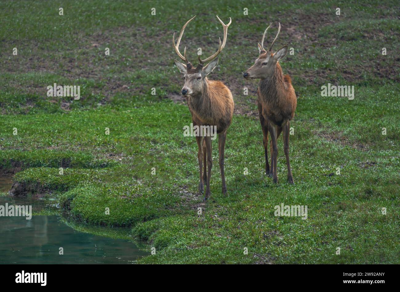 Coppia di cervi rossi adulti e giovani maschi con corna (Cervus elaphus) Foto Stock