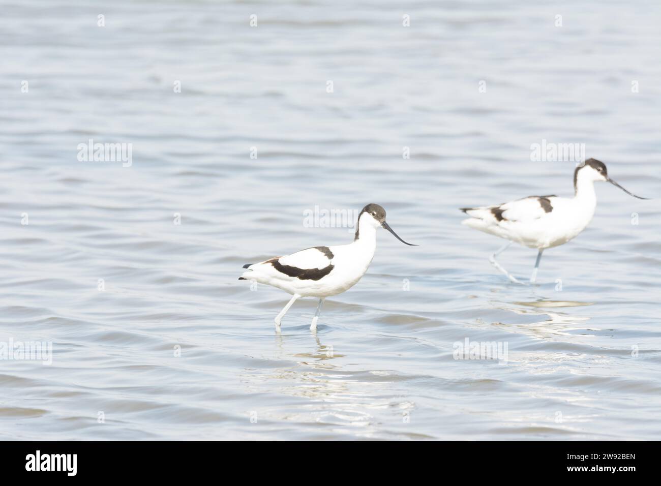 Avoceta (recurvirostra avosetta) uccello d'acqua Foto Stock