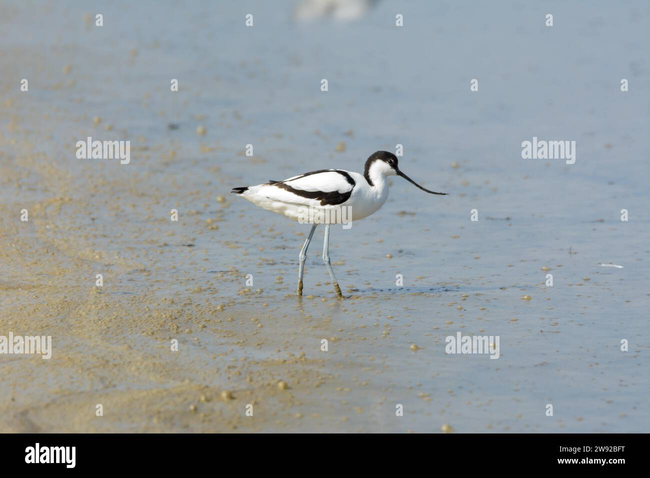 Avoceta (recurvirostra avosetta) uccello d'acqua Foto Stock