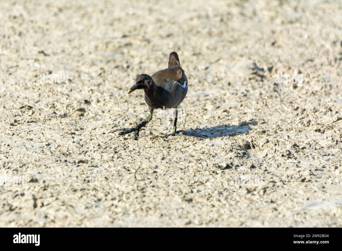 Uccello d'acqua nel lago naturale Foto Stock