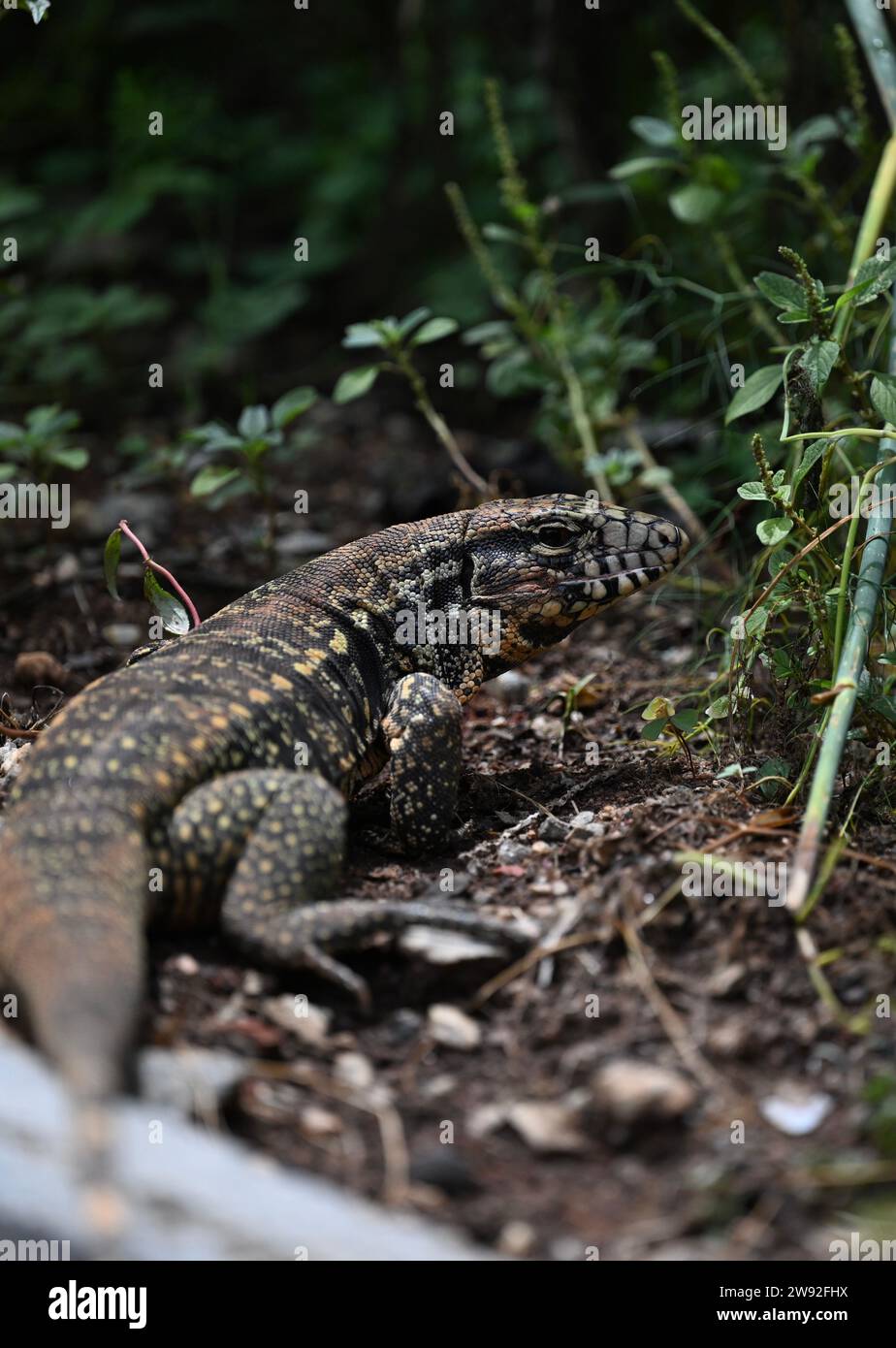 Lucertole brasiliane nella giungla Foto Stock