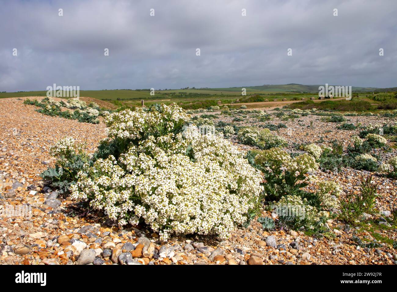 Sea Kale cresce sulla splendida spiaggia di South Downs Foto Stock
