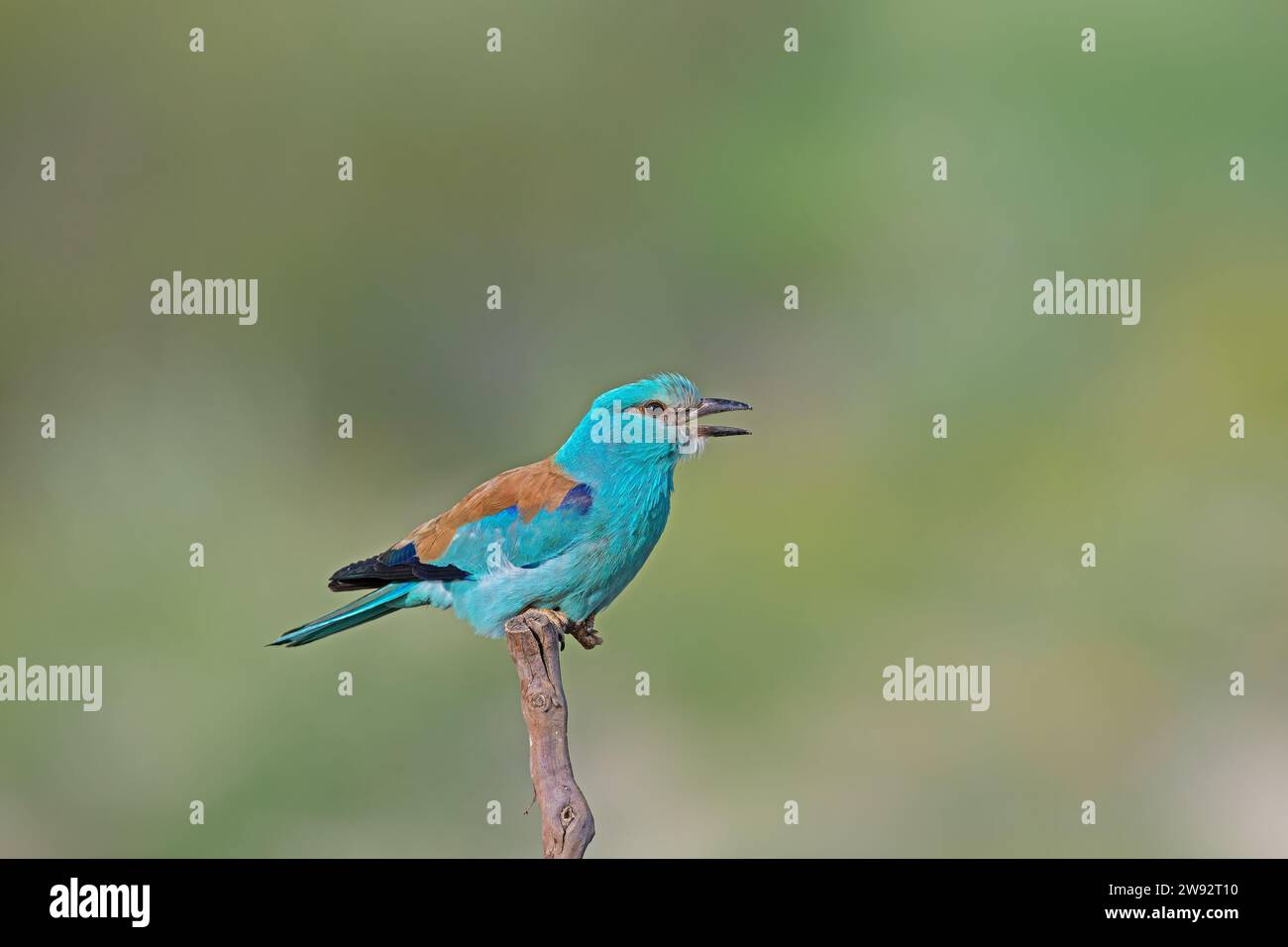 Rullo europeo (Coracias garrulus) in piedi su una diramazione. Foto Stock