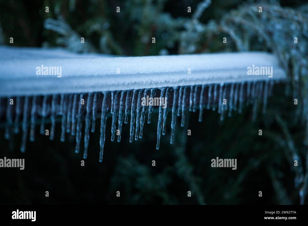 Rami in abete bruno. Sfondo invernale per scene di gelo all'aperto. Splendidi alberi ghiacciati nel mondo delle piante e del cielo dell'alba. Ghiacciato, innevato, panoramico Foto Stock