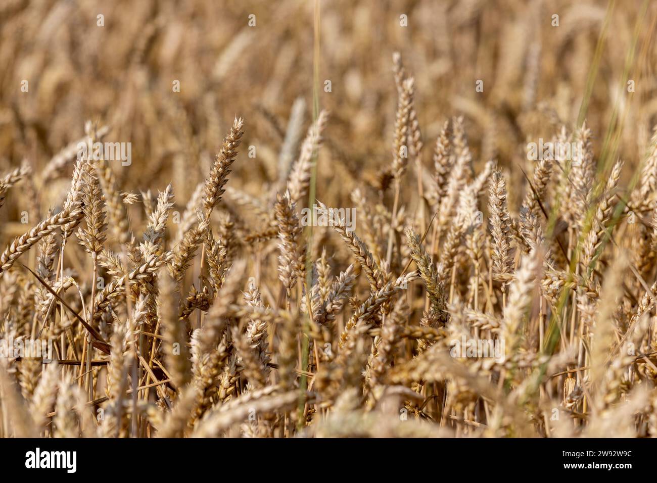 campo di segale con raccolta di cereali nelle calde giornate estive, campo con clima secco e soleggiato con raccolta di segale Foto Stock