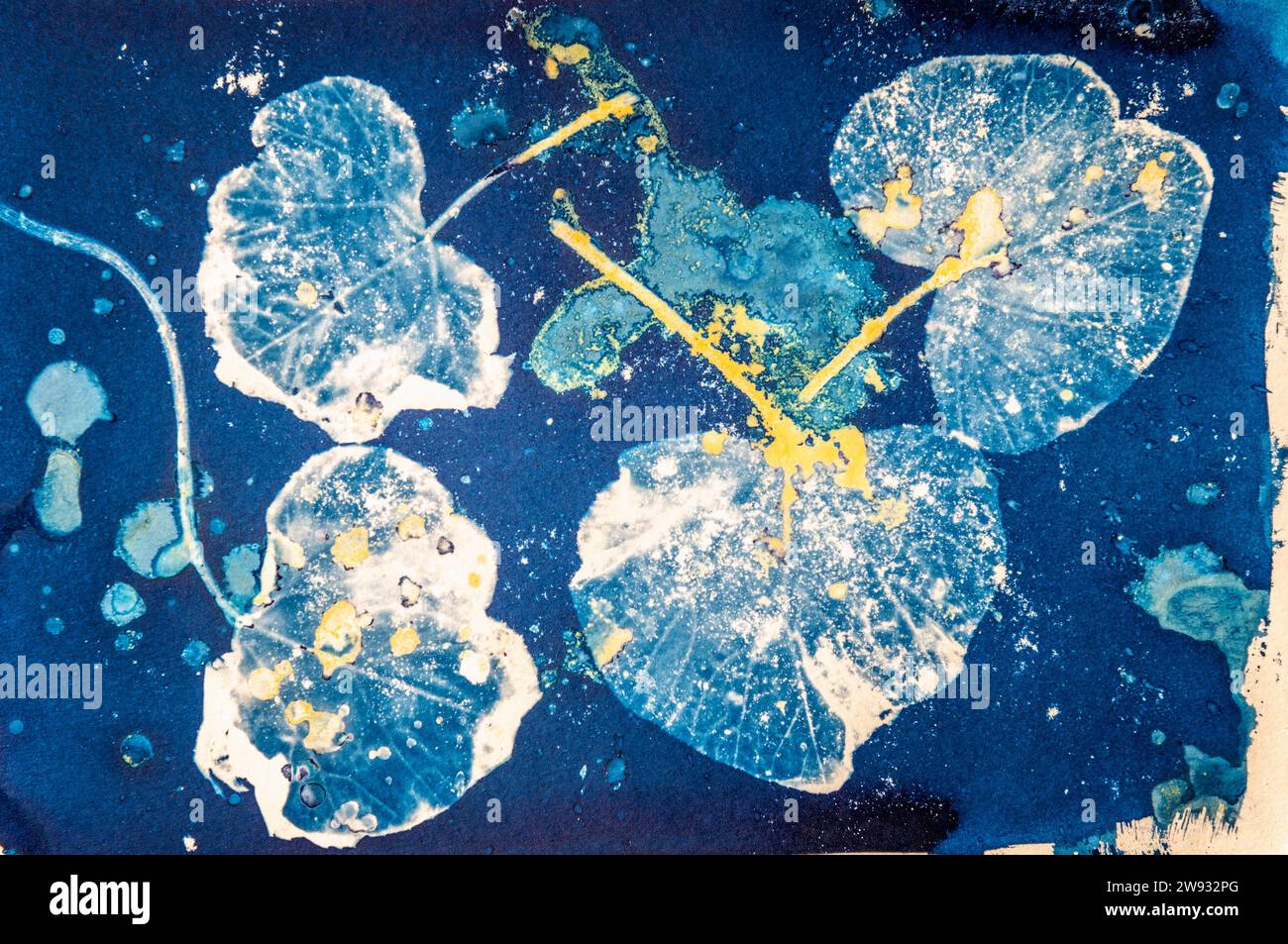 Un primo piano dell'immagine della foglia di pianta stampata utilizzando un vecchio processo fotografico chiamato Cyanotype misto a un processo di antotipo curcuma. Foto Stock