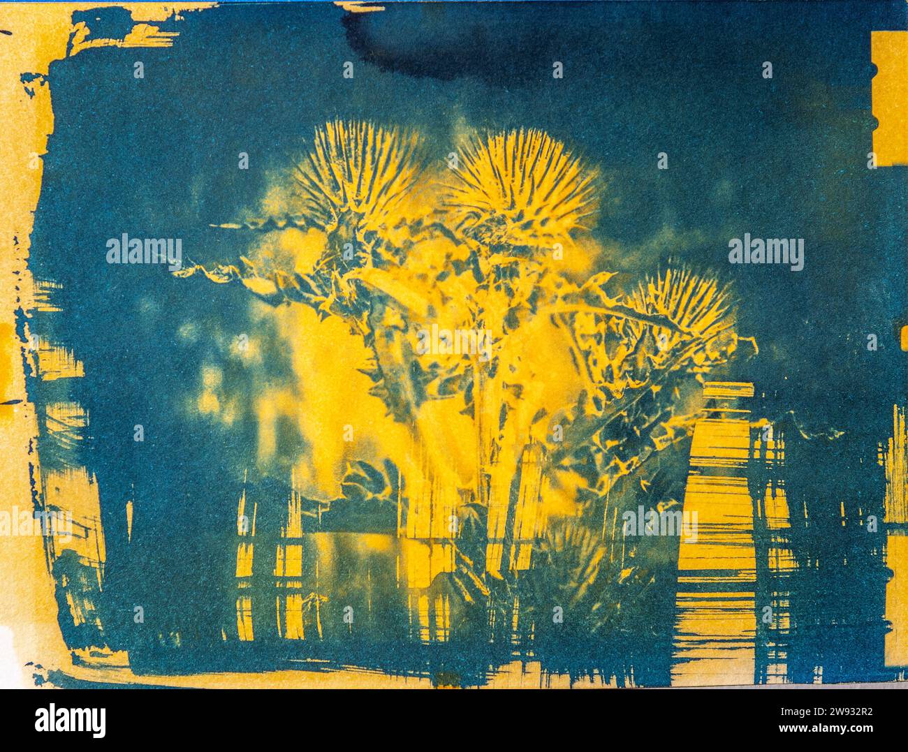 Un'immagine fatta a mano di una pianta di cardo cobweb, stampata utilizzando un vecchio processo fotografico chiamato Cyanotype misto con un processo di antotipo curcuma. Foto Stock