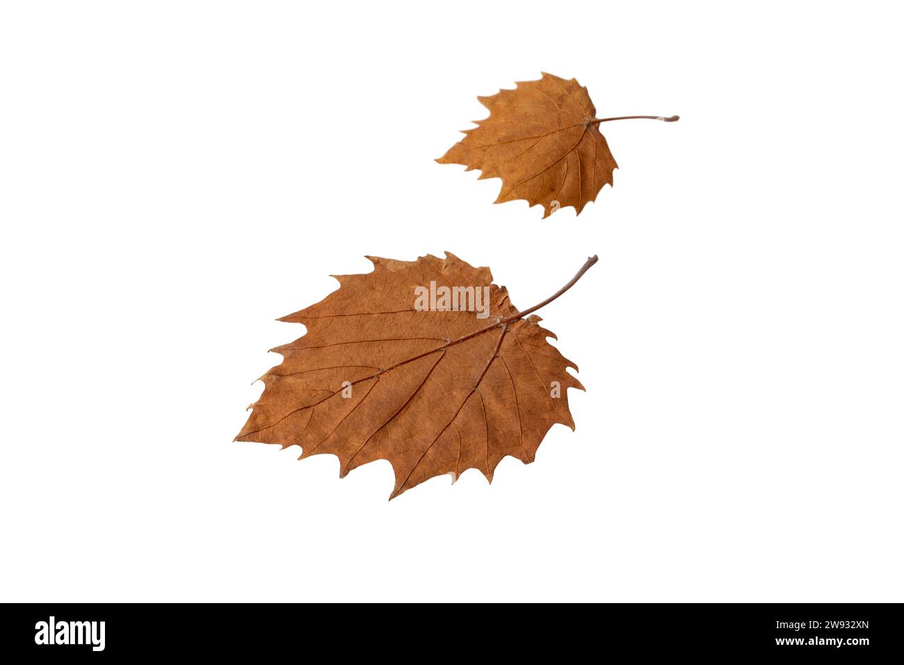 Due foglie cadute isolate su bianco. Stagione autunnale, fogliame marrone secco. Foto Stock
