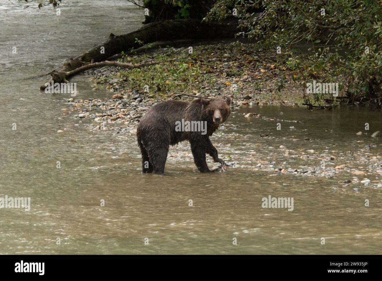 Grizzly Bear sulle rive del fiume Orford vicino a Bute Inlet nel distretto regionale di Strathcona nella Columbia Britannica continentale in Canada. Foto Stock