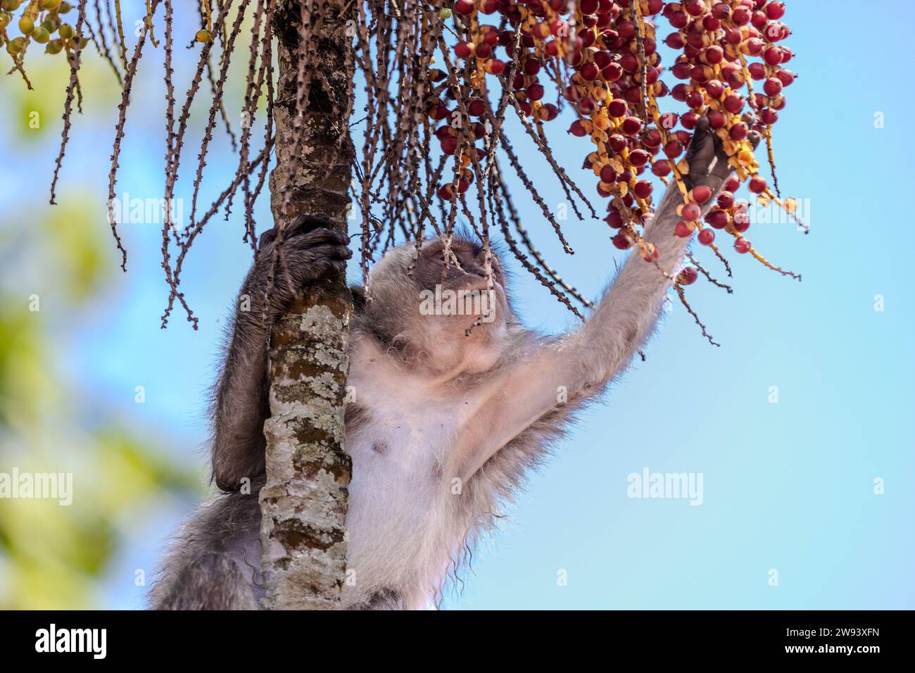 Il macaco dalla coda lunga su una palma, Bali Foto Stock