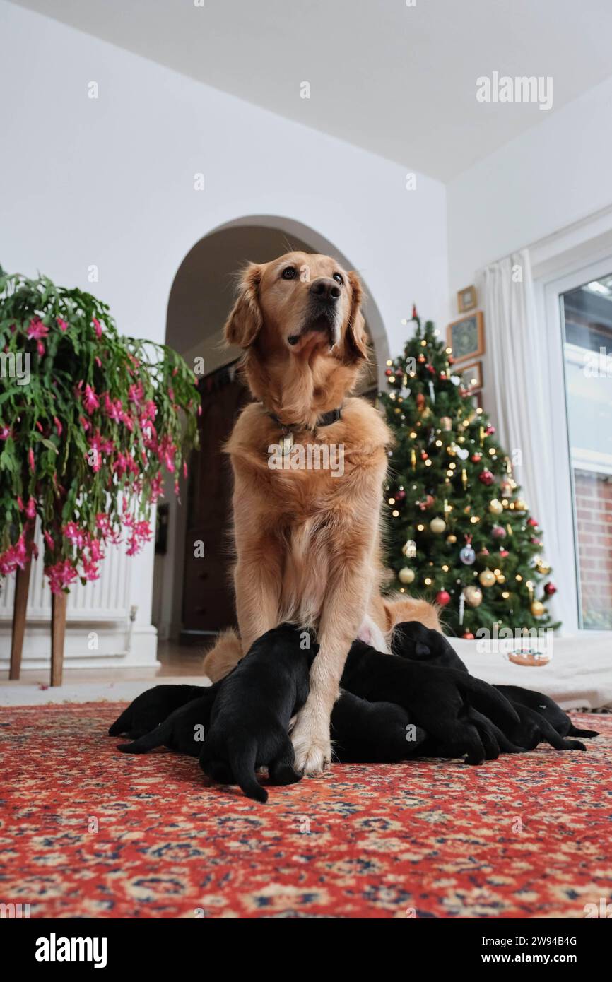 EDITORIALE UTILIZZA SOLO Golden retriever cane guida mamma, i cuccioli accolgono con favore l'arrivo della sua nuova cucciolata di nove Golden retriever x pastore tedesco "piccoli budini", giusto in tempo per Natale, Northamptonshire. Data di emissione: Domenica 24 dicembre 2023. Foto Stock