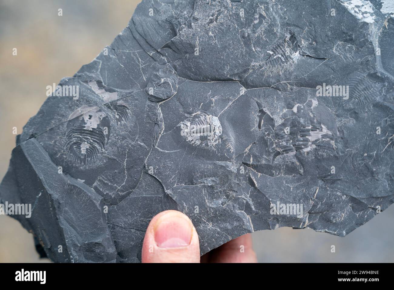 Kunming. 20 dicembre 2023. Questa foto scattata il 20 dicembre 2023 mostra il fossile di malungia scoperto nel cantiere di una zona di servizio autostradale nel distretto di Malong della città di Qujing, nella provincia dello Yunnan della Cina sud-occidentale. La costruzione di una zona di servizio autostradale nella provincia dello Yunnan della Cina sud-occidentale è stata sospesa dopo la scoperta di fossili paleontologici nel sito. PER PASSARE ALLA "costruzione della zona di servizio autostradale sospesa dopo la scoperta di fossili nel sud-ovest della Cina" credito: Chen Xinbo/Xinhua/Alamy Live News Foto Stock