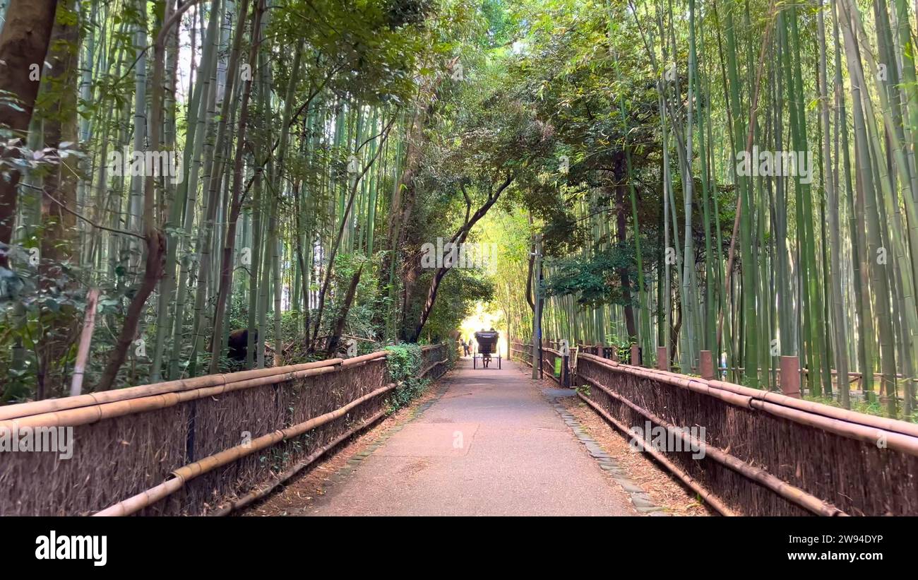 Foto della foresta di bambù Arashiyama di Kyoto Japan Foto Stock