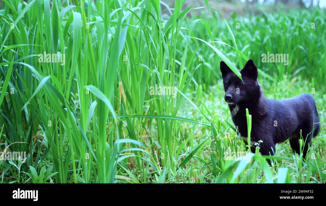 Un bel cane nero sta guardando qualcosa nel prato selvaggio Foto Stock