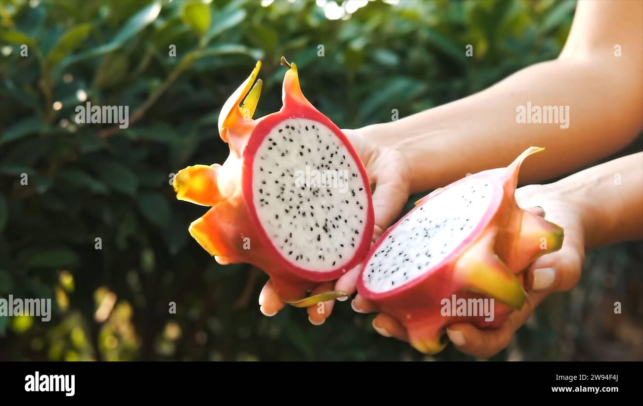 Bellezza esotica di Dragon Fruit Foto Stock