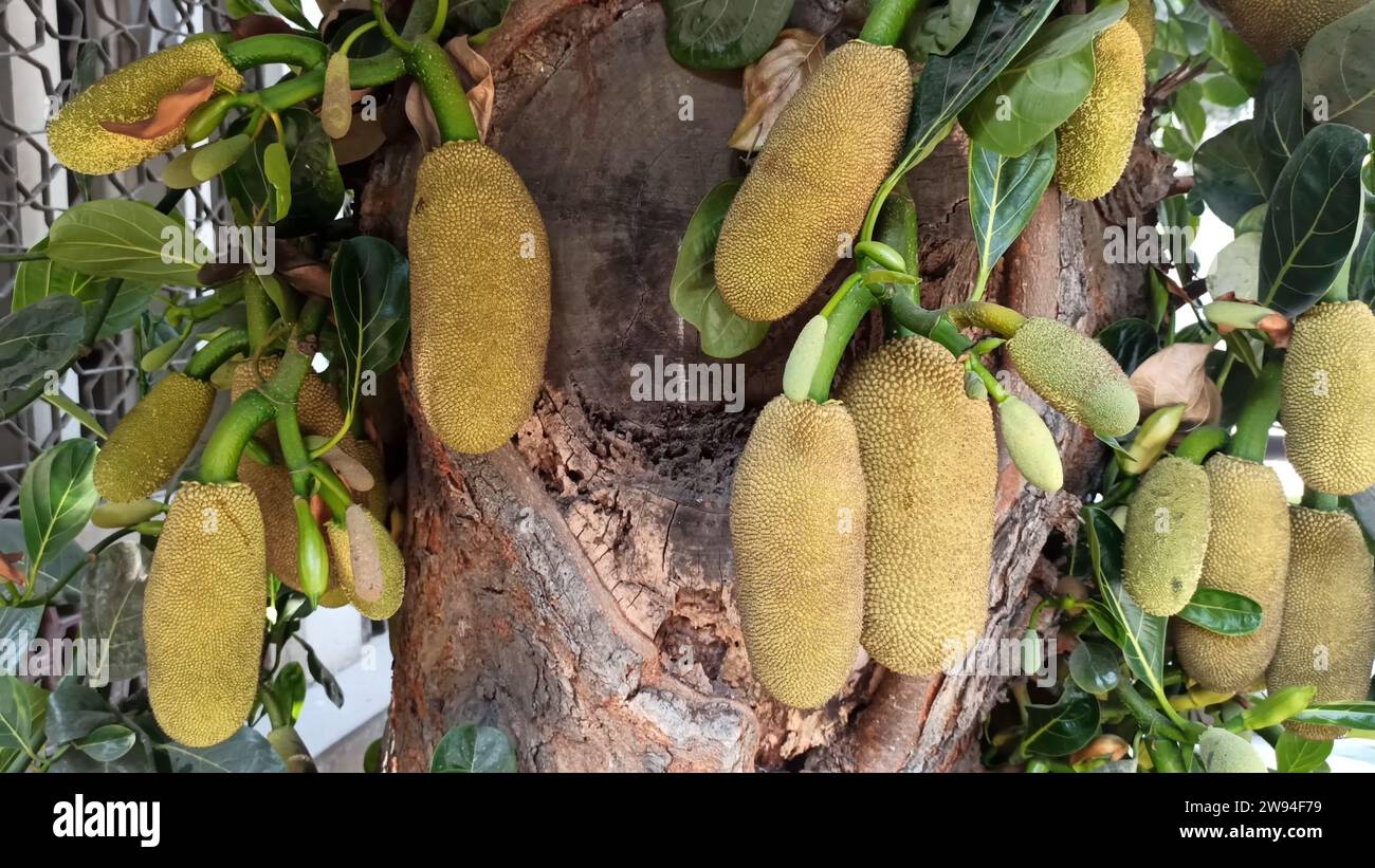 Centinaia di jackfruit appesi su alberi coltivati con metodi biologici, che mostrano giganteschi e lussureggianti jackfruit in Thailandia. Foto Stock