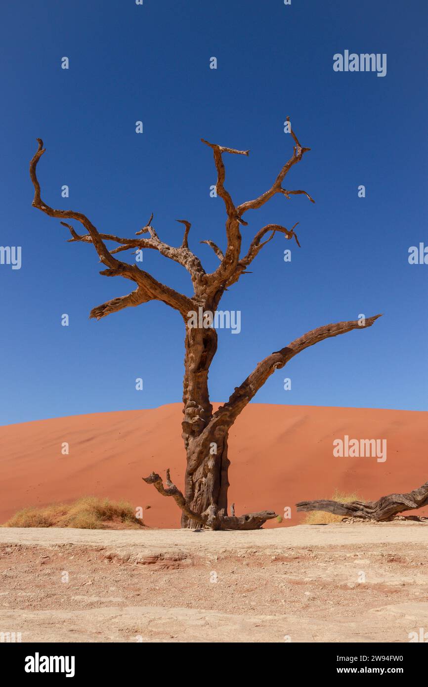 Dead Camel Thorn albero nella teglia di argilla Sossusvlei con le dune di sabbia rossa sullo sfondo, Deadvlei Namibia. (Dicembre 2024) Foto Stock