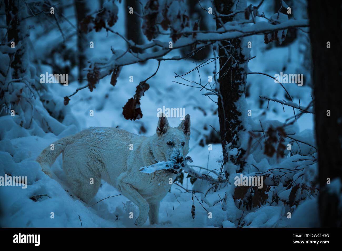 Ritratto del bellissimo e felice cane pastore svizzero che è in avventura nella foresta lunatica ghiacciata. Foto Stock