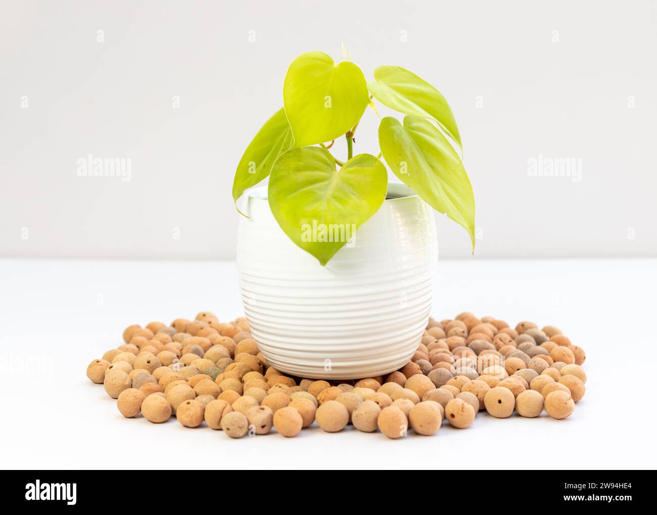 Il cuore verde lime di Philodendron lascia pianta in vaso di ceramica bianca su sfondo bianco isolato Foto Stock