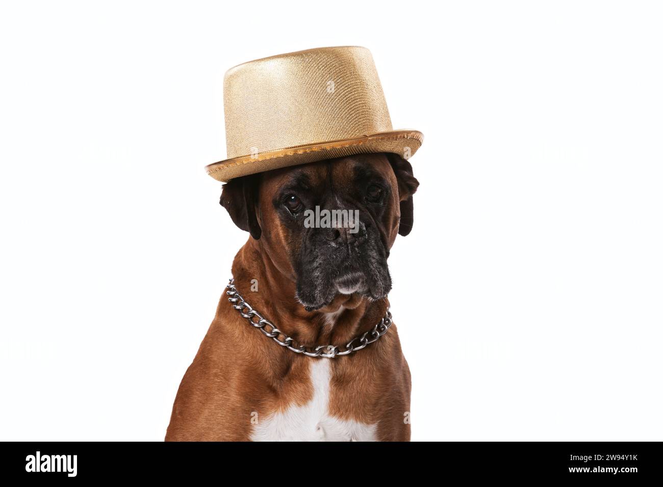 Cane Boxer con un cappello Foto Stock