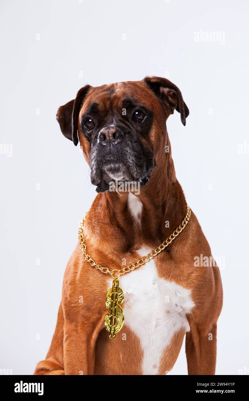 Cane rapper boxer Foto Stock