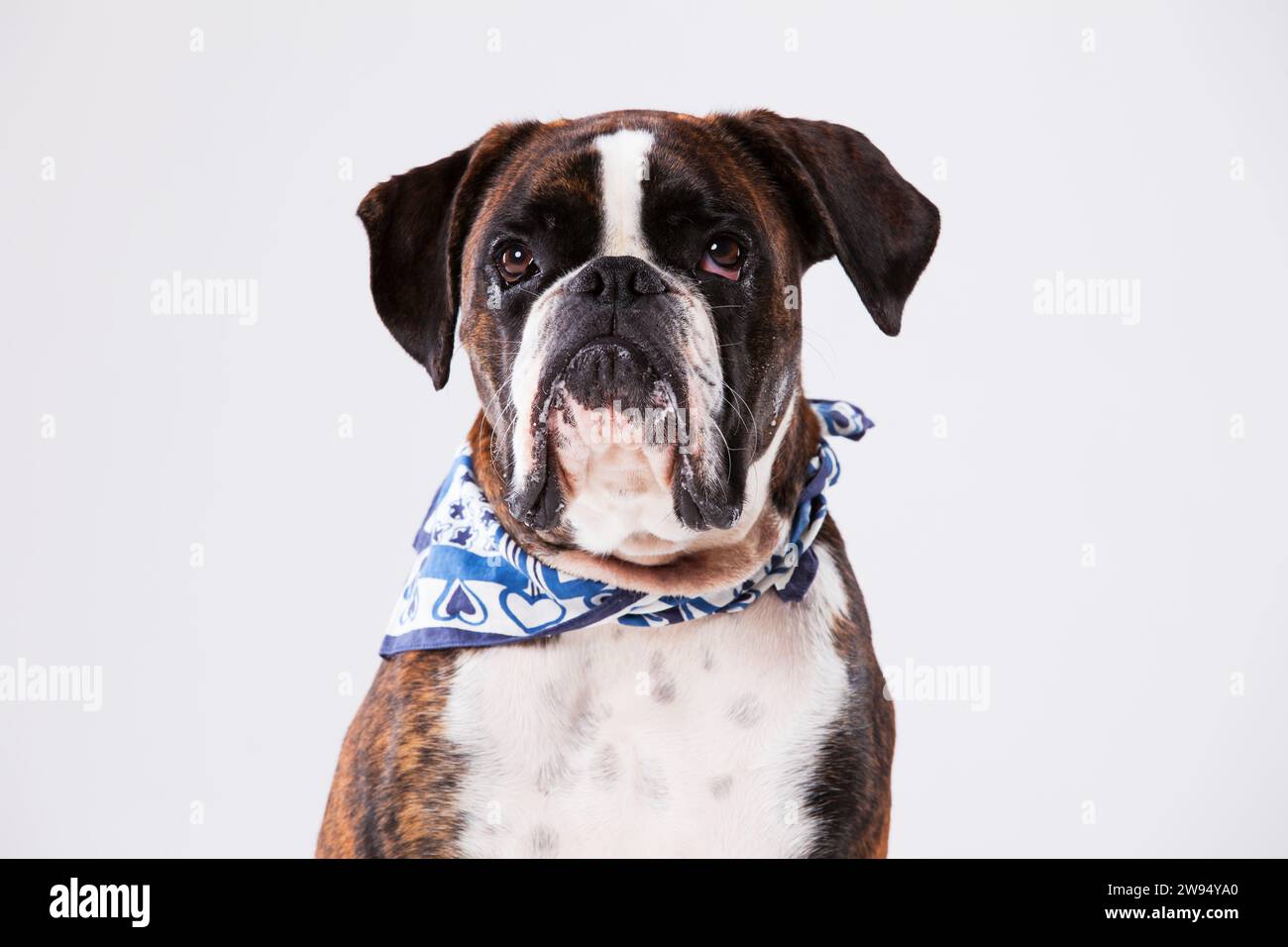 Incantevole cane da boxe Foto Stock