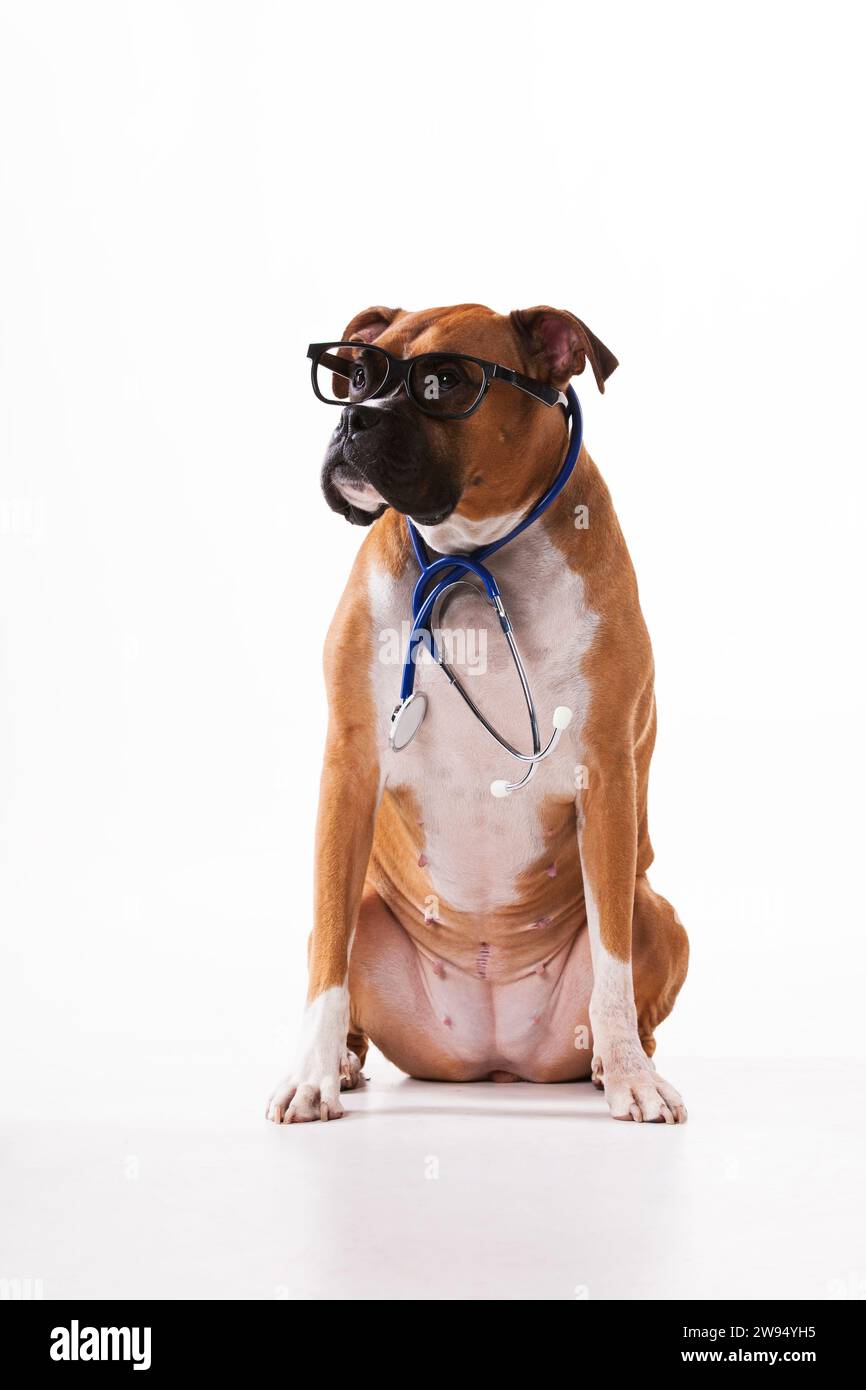 Vet Boxer dog Foto Stock