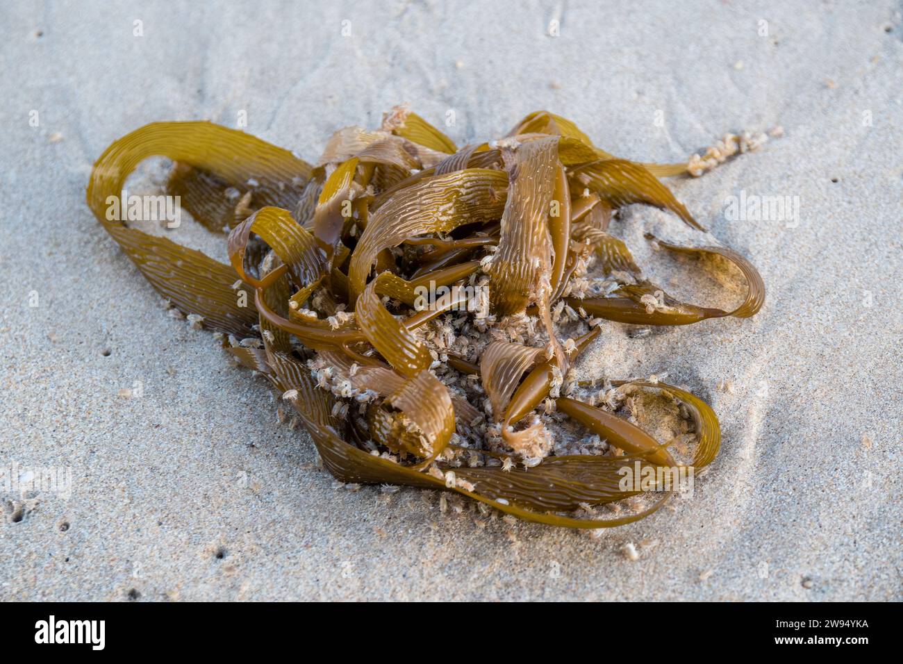 Alghe di cuoio, Ecklonia radiata, sulla spiaggia con gli abitanti della spiaggia, Cape Conran, Australia Foto Stock