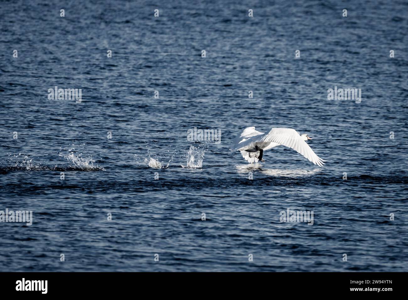 Il grazioso cigno vola e scivola elegantemente sull'acqua, lasciandosi dietro ipnotici spruzzi. Foto Stock