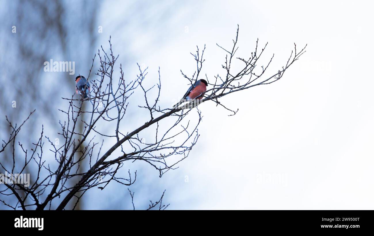 Bullfinch dal petto rosso appollaiati su rami di alberi adornati di gemme. Foto Stock
