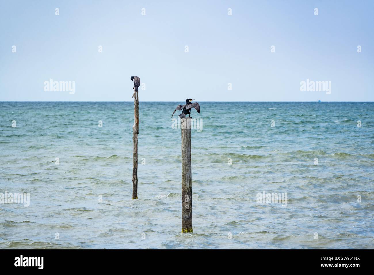 uccelli seduti sui bastoni in mare Foto Stock