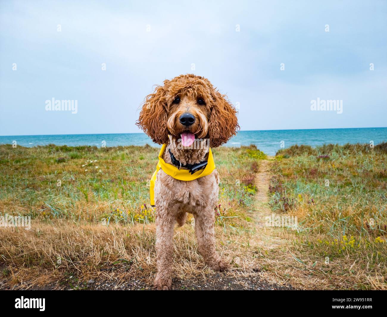 cane felice con impermeabile sulla costa Foto Stock