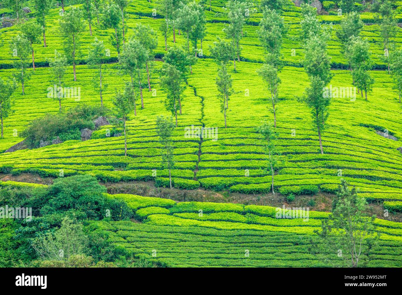 Foresta e campi verdi di piantagioni di giardini di tè sul paesaggio collinare, Munnar, Kerala, India meridionale Foto Stock