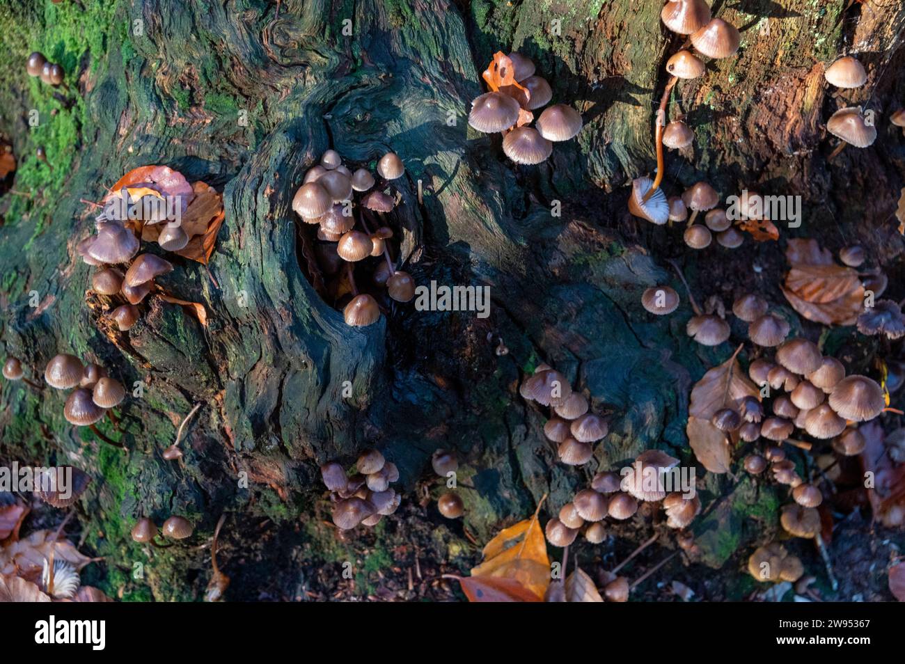 La luce del sole autunnale del mattino presto bagna un gruppo di Mycena, un grande genere di piccoli funghi saprotrofici che raramente sono più di centimetri in wi Foto Stock