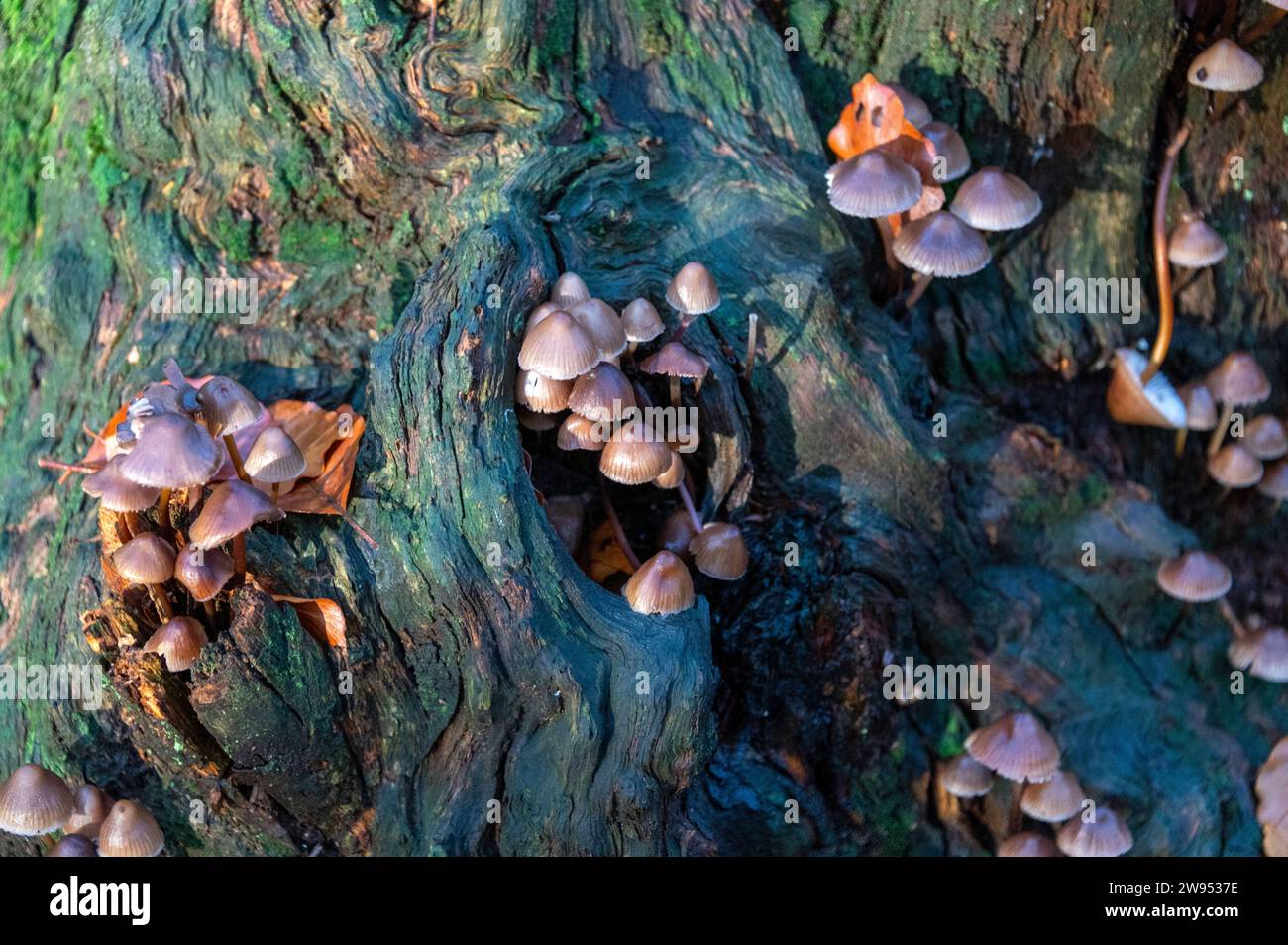 La luce del sole autunnale del mattino presto bagna un gruppo di Mycena, un grande genere di piccoli funghi saprotrofici che raramente sono più di centimetri in wi Foto Stock