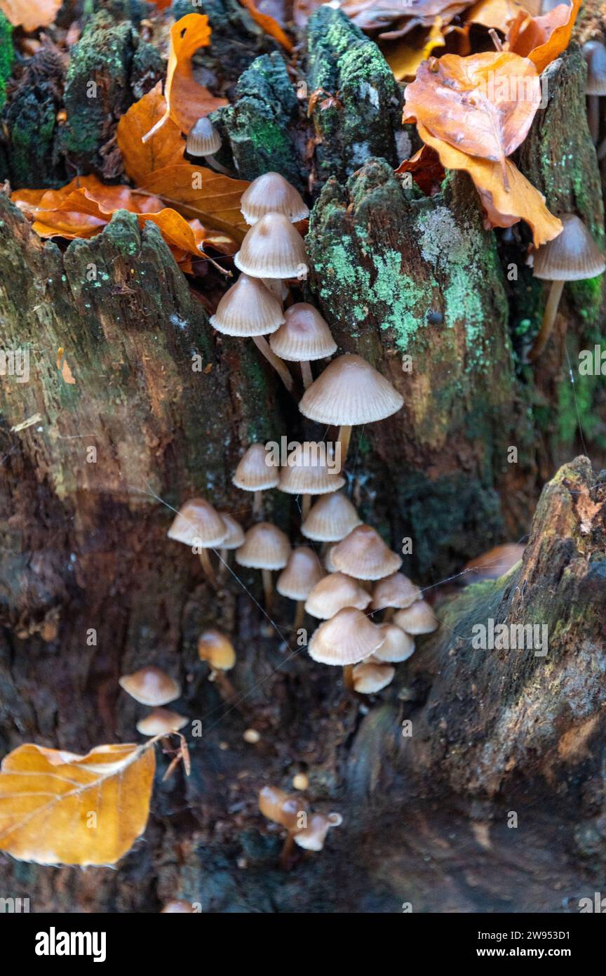 La luce del sole autunnale del mattino presto bagna un gruppo di Mycena, un grande genere di piccoli funghi saprotrofici che raramente sono più di centimetri in wi Foto Stock