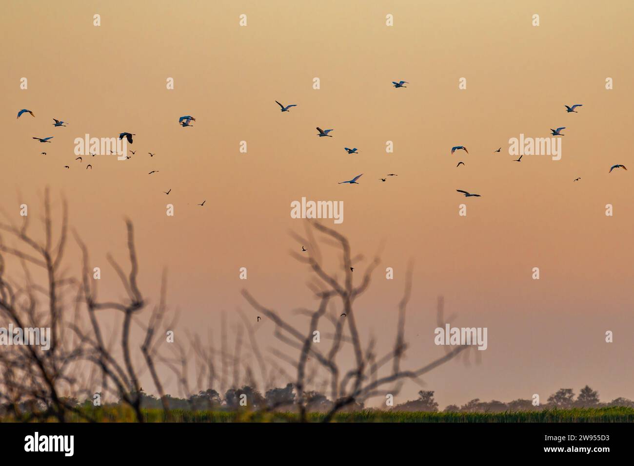 Uno stormo di aironi che volano contro un cielo color tramonto. Foto Stock