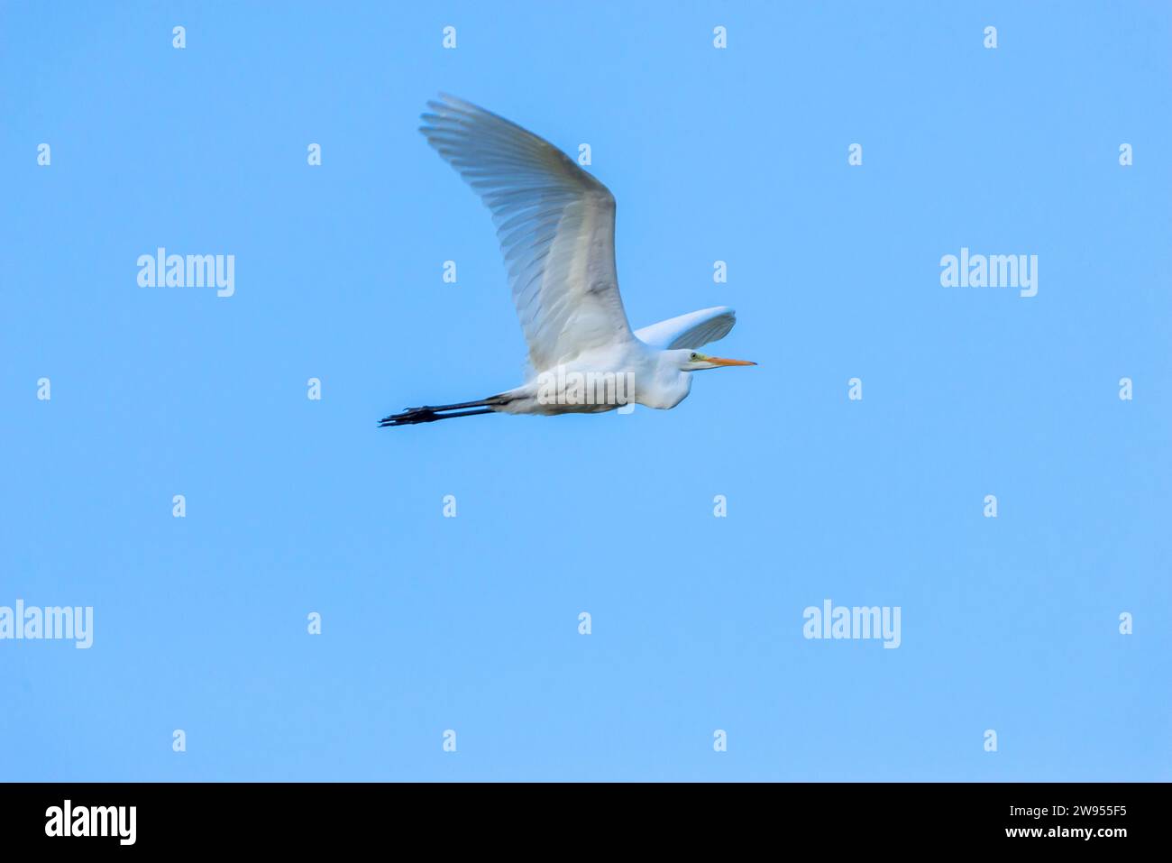 Primo piano di una grande Egret bianca che vola su uno sfondo di cielo blu. Foto Stock