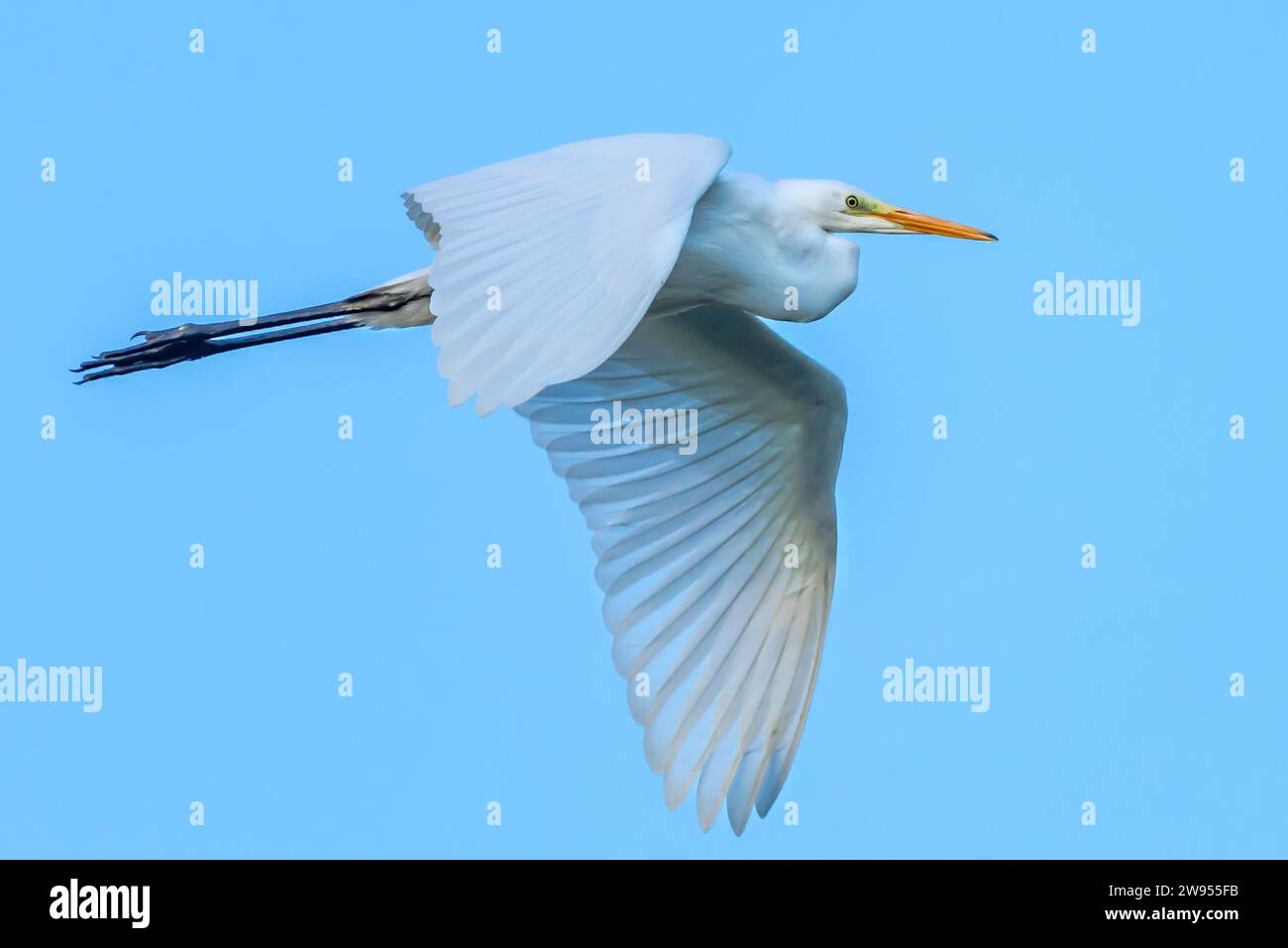 Primo piano di una grande Egret bianca che vola su uno sfondo di cielo blu. Foto Stock